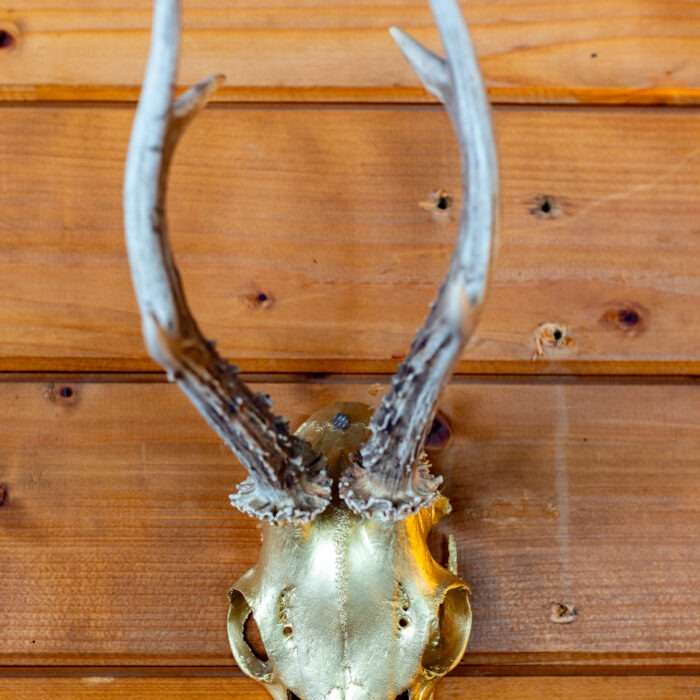 Hirschgeweih mit goldenem Schädel an Holzwand